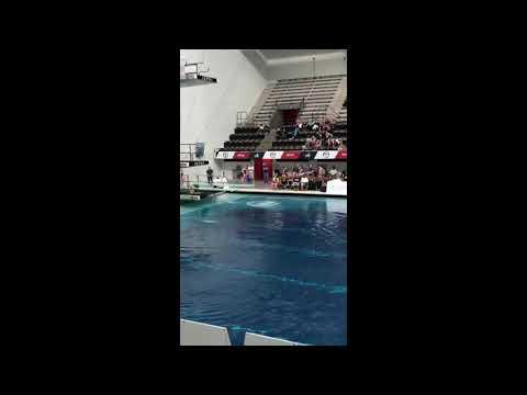 Video of grace recruit diving