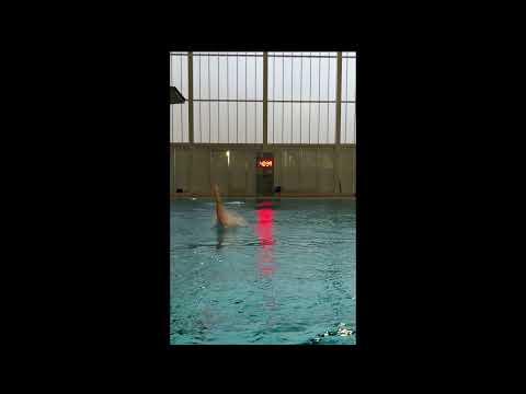 Video of Paige diving 2020-2021