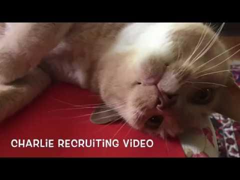 Video of Charlie The Cat's College Recruiting Video